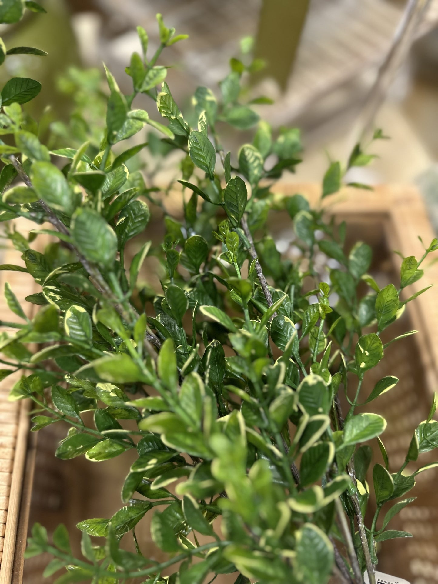 27" Mixed Green Boxwood Bush Stem