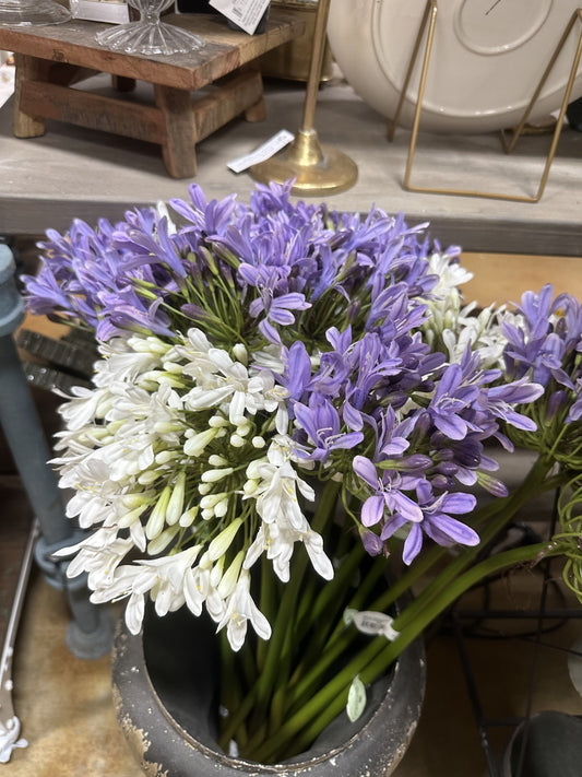 27" Just Cut Agapanthus Stem